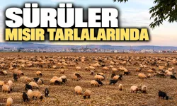 Mısır tarlaları çobanların yüzünü güldürdü