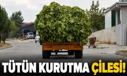 İklim koşulları tütün hasadını geciktirdi