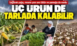 Sağanak yağış, mısırın yanı sıra tütün ve pamuğu da vurdu