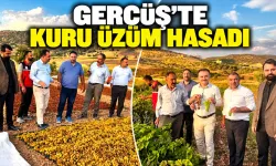 GERCÜŞ’TE KURU ÜZÜM HASADI