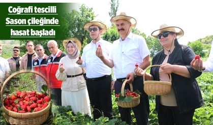 SASON ÇİLEĞİ DÜNYAYA AÇILACAK