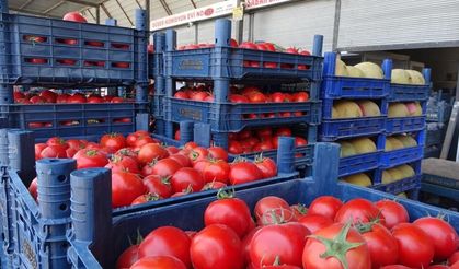 Sebze halindeki domatesin fiyatı 15 TL'ye düştü