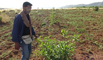 Gercüş’te fıstık aşılama mesaisi başladı