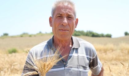 Adana'da ata tohumu karakılçık buğdayı yeniden üretime kazandırıldı