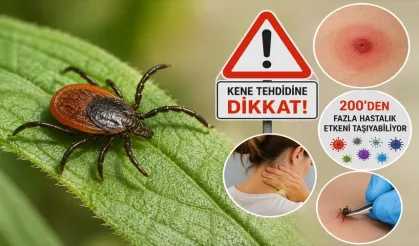 Kene tehdidine dikkat: 200'den fazla hastalık etkeni taşıyabiliyor