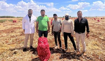 Şanlıurfa’da sarımsak hasadı devam ediyor