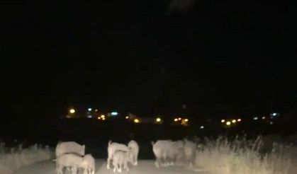 Gercüş'te domuz sürüleri tarım alanlarına zarar veriyor