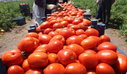 Domates tarlada 15 TL'den alıcı buluyor
