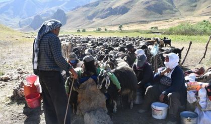 Şırnak yaylaları göçerlerle doldu