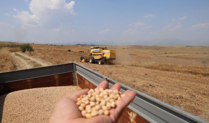Nohutta hasat başladı: Tarlada kilosu 30-35 lira