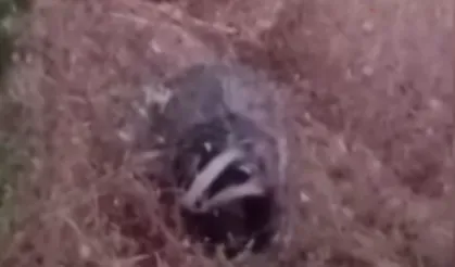 Batman'da porsuk görüntülendi
