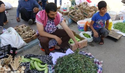 Bahçelerden toplanan semizotu hem sağlık hem geçim kaynağı oldu