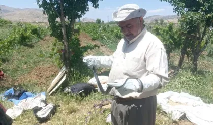 Batman’da bir vatandaş yakaladığı yılanı doğaya bıraktı