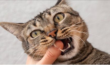 Kedi ve köpek ısırığını da tırmalamasını da hafife almayın