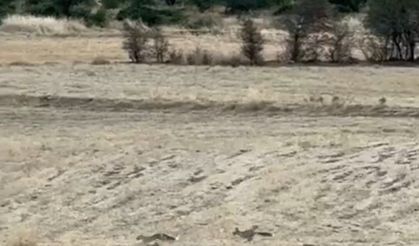 Gercüş'te tilkilerin sevimli kovalamacası kamerada