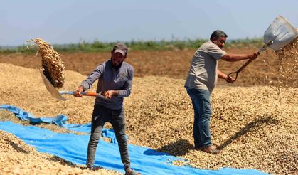 Yer fıstığında hasat başladı: 135 bin ton rekolte hedefleniyor