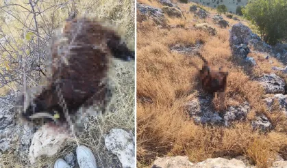 Batman'ın kurt sürüye saldırdı: 6 küçükbaş hayvan telef oldu, 18'i kayıp