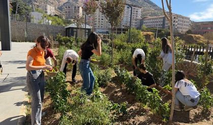 Kütüphane bahçesinde yetiştirdikleri sebzelerin hasadını gerçekleştirdiler
