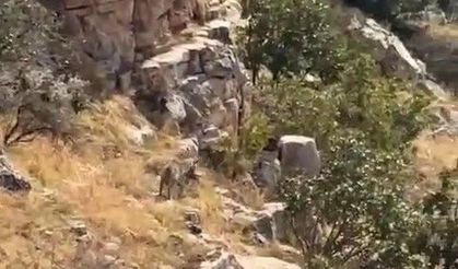 Batman'da nesli tehlike altında bulunan çizgili sırtlan görüntülendi