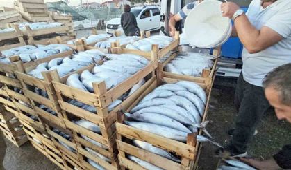 Palamut bereketi: Kiloluk palamutlar 40 TL'ye satılıyor