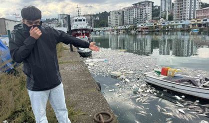 Palamut bolluğu çileye dönüştü, liman balık çöplüğüne döndü