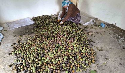 Sason'da sonbaharla birlikte ceviz mesaisi başladı