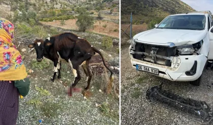 Batman'da pikap ineğe çarptı