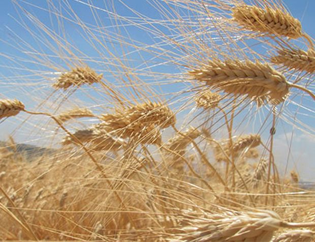 TİGEM'den buğday satış ihalesi