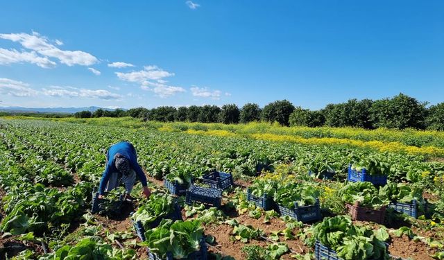 "Planlı tarım ile fiyat artışları önlenebilir"