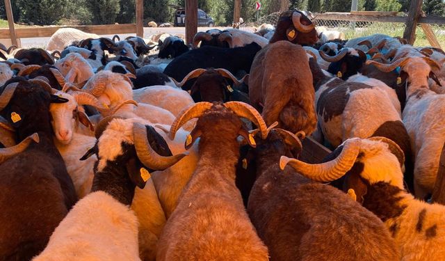 Kurbanlıklar görücüye çıkmaya başladı
