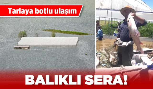 BALIKLI SERA!