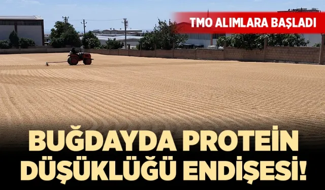 TMO ve lisanslı depolarda buğday alımları başladı