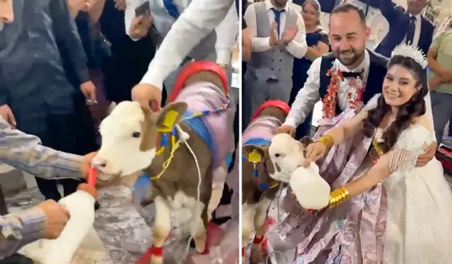 Takı merasiminde altın yerine dişi buzağı hediye edildi