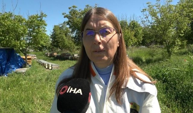 Bilim insanları arı sütündeki kalite farkının sırrını ortaya çıkardı