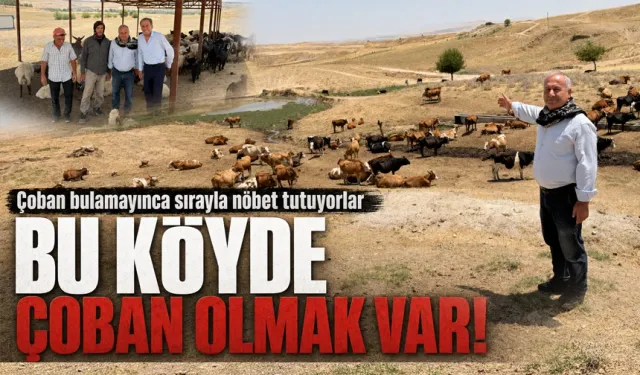 80 Bin TL maaş ve süt ürünleri ikramiyeli çoban aranıyor