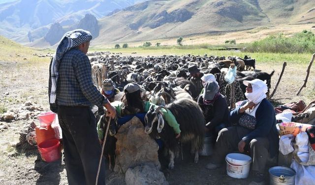 Şırnak yaylaları göçerlerle doldu