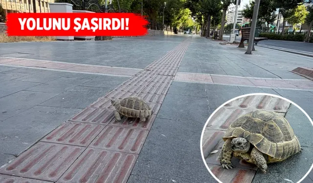 En yoğun güzergâhta bir kaplumbağa
