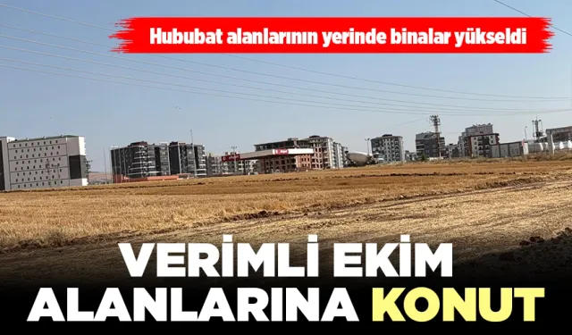 Hububat alanlarının yerinde binalar yükseldi