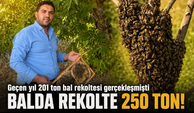 SASON BALINDA REKOLTE 250 TON!