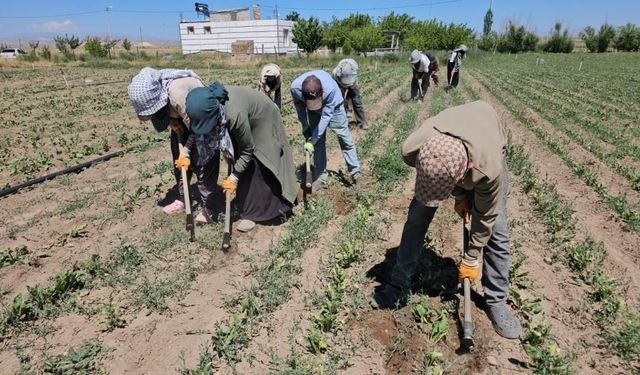 Kavurucu sıcakta ekmek parası mücadelesi