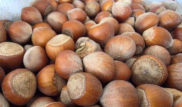 AB ülkelerine 6 bin 667 ton fındık ihraç edildi