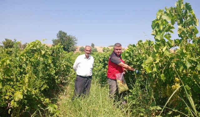 Üzüm bağlarında hasat öncesi pestisit denetimi