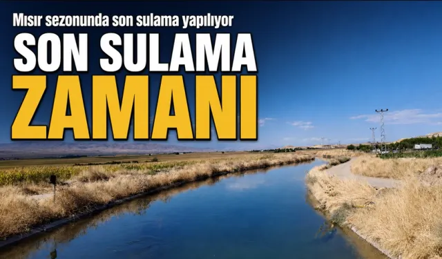 Mısır sezonunda son sulama yapılıyor