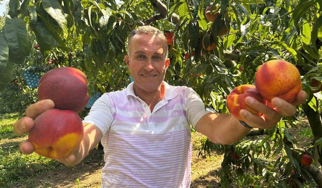 Ağustosta tarlada 10 liraya kadar düşmüştü, dalında 40 lirayı gördü