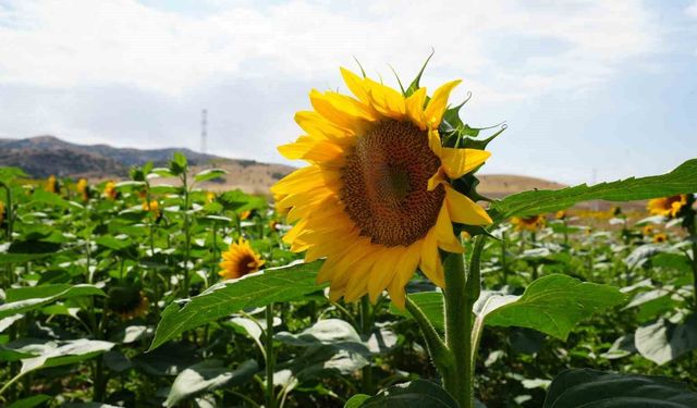Tarlalar ikinci kez sarıya büründü: Ayçiçeğinin ikinci baharı