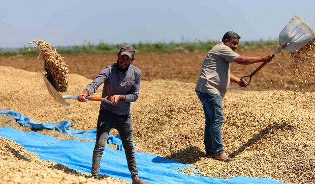 Yer fıstığında hasat başladı: 135 bin ton rekolte hedefleniyor