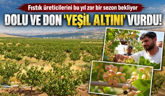 Fıstık üreticilerini bu yıl zor bir sezon bekliyor
