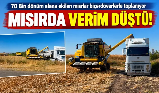 70 Bin dönüm alana ekilen mısırlar biçerdöverlerle toplanıyor