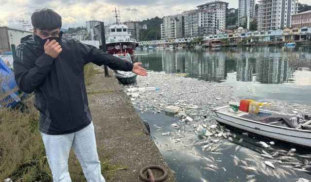 Palamut bolluğu çileye dönüştü, liman balık çöplüğüne döndü