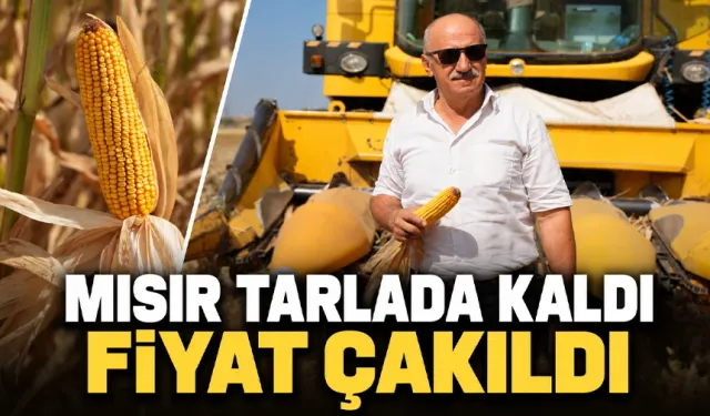 Mısır üreticisinin en zor sonbaharı